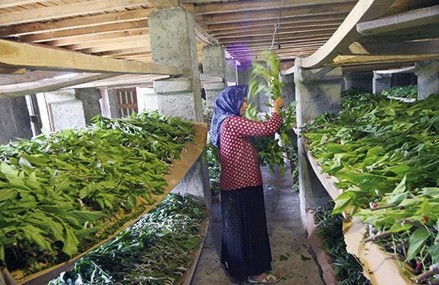 مشاغل زنان روستایی